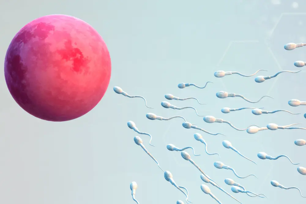 Male Fertility